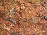 Lichens reveal the regular presence of moisture